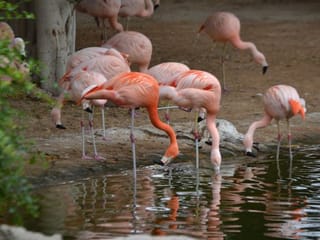 Photos: Gulf News readers share pictures of birds in the UAE