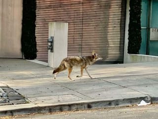 Pictures: Animals roam streets around the world as humans take a step back amid coronavirus pandemic