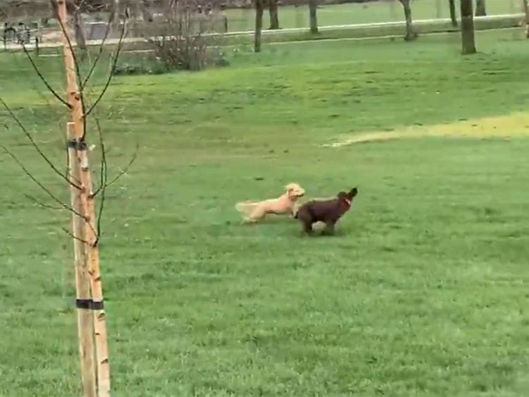 Nick Heath commentates on dogs playing in the park