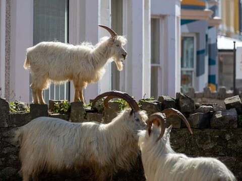 Goats in a ghost town: Animals take over deserted Welsh resort