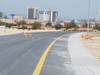 UAE: Gazelles roam the streets of Dubai as people stay inside due to coronavirus pandemic