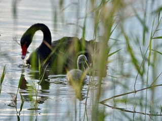 Photos: Gulf News readers share pictures of beautiful birds, cats and other species 