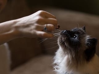 Coronavirus: Are vet clinics open in the UAE? How can I get pet food?