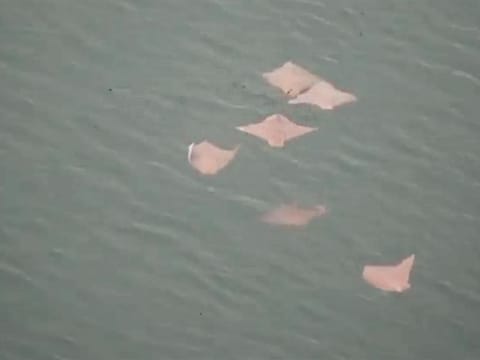 Oman cownose rays spotted in Dubai Marina