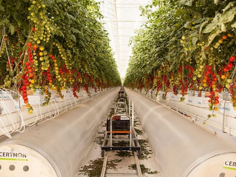 Food security is an immediate priority and funds are chasing such investments in the UAE and Gulf. The Pure Harvest operated farm in Abu Dhabi. 