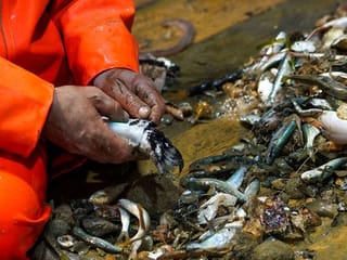 COVID-19 outbreak hurts Italian fishermen's business