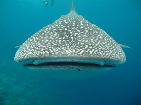 Modelling studies have suggested that the largest whale sharks may live as long as 100 years. 