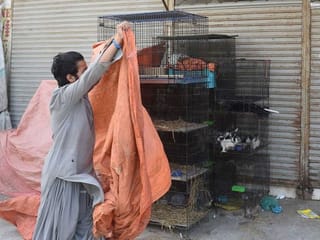 COVID-19: Hundreds of abandoned animals die at Pakistan pet markets