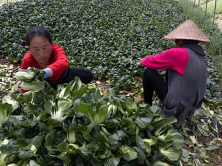 COVID-19: Wuhan farmers struggle as crops wither from travel limits