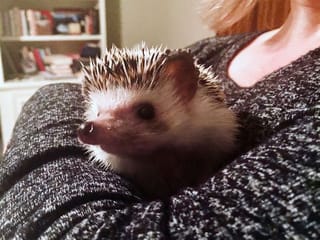 COVID-19: Cats, dogs, Quillie the hedgehog source of comfort in crisis