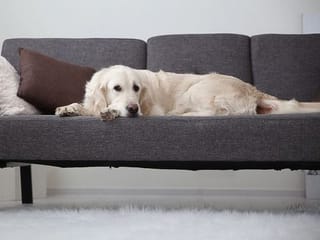 How to take care of your pets during COVID-19 pandemic