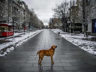 Stray animals feel the bite as COVID-19 pandemic spreads