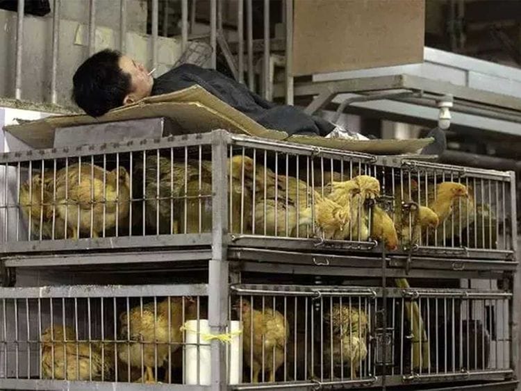 ANIMAL-MARKET-1