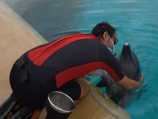 Atlantis The Palm’s marine animals enjoy Dubai resort all to themselves