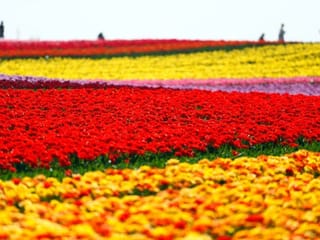 Photos: Sea of blooming tulips have come to life in Germany