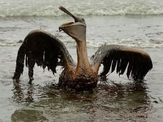 Deepwater Horizon spill: Sparkling waters hide some lasting harm from 2010 oil spill