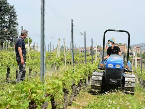 A man wearing a face mask works in the vineyards to prepare the 2020 harvest as the spread of the coronavirus disease (COVID-19) continues, in Langhe-Roero area, Cuneo, Italy April 18, 2020. 