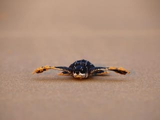 Coronavirus: Deserted Thai beaches lure rare turtles to build most nests in 20 years 