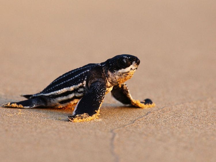 Thailand turtle
