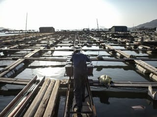 China fish farmers harvest troubled waters with floating villages