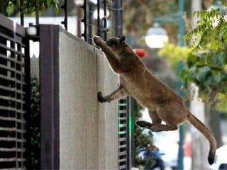 COVID-19 effect: Humans stay indoors, animals venture out 
