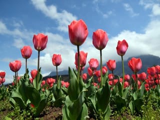 Photos: Asia's largest Tulip Garden in full bloom
