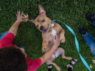 Pet adoptions rocket in US amid COVID-19 pandemic