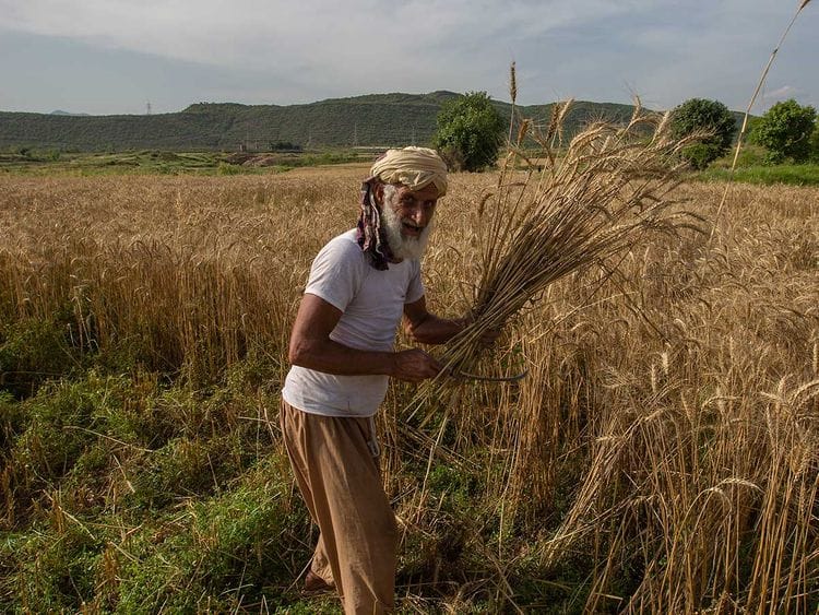 Pakistan farmer coronavirus crops