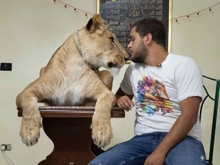 Egypt’s dynasty of big cat trainers takes the show home