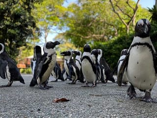 For Singapore penguins, shuttered zoo is flippin' fun