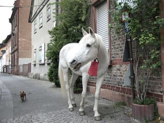 Free-roaming horse Jenny cheers up German lockdown