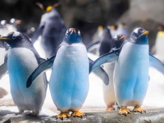 Hong Kong penguins chill during pandemic while carers work overtime