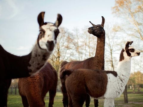 A photo provided by Tim Coppens shows Winter, center, a llama on a farm run by Ghent University in Belgium. 