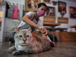 Clawing back normality: Bangkok cat cafe reopens after COVID-19 shutdown 