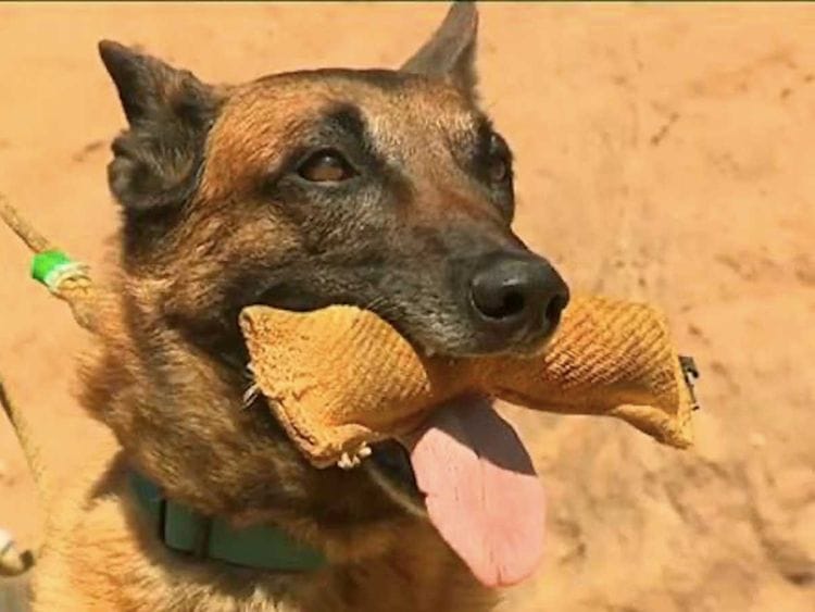 Dogs are being tested in Corsica