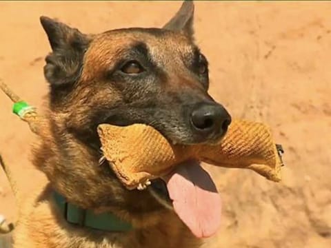 Dogs are being tested in Corsica to see if they can be trained to sniff out the coronavirus. 