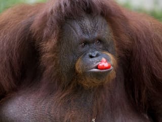 COVID-19: Animals at closed zoo in Sumatra depend on helping hands