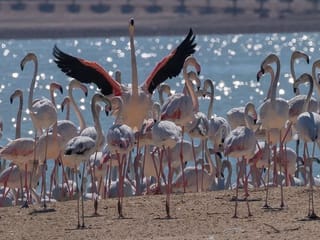 Photos: Gulf News readers share pictures of beautiful flamingos, peacocks and other animals in the UAE