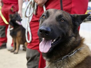 France trains dogs to detect the smell of COVID-19