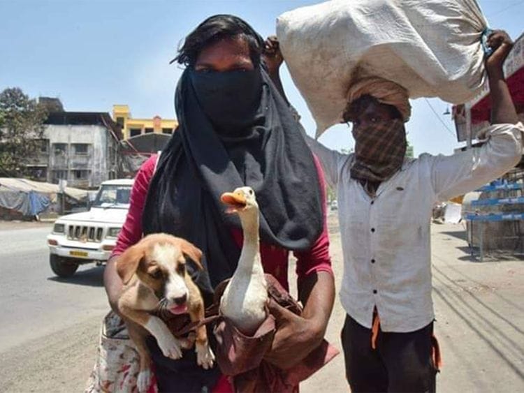 There was no question of leaving their pets behind for these migrants.