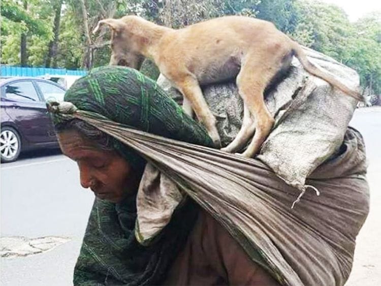 Indian migrant worker carries tired pet on her shoulders