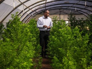 Madagascar banks on its 'green gold' to take on coronavirus