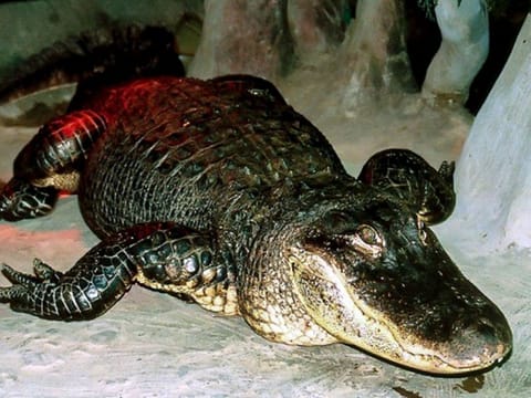 The Mississippi alligator "Saturn" in Moscow Zoo.  
