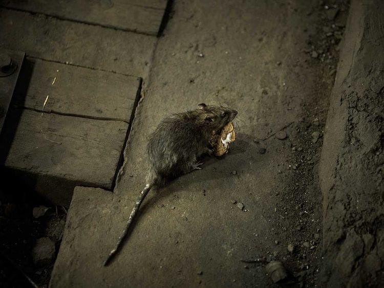 VIRUS-RATS-(Read-Only)