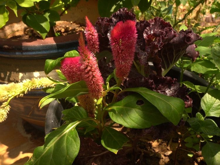 Kitchen Garden