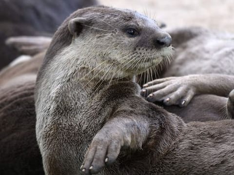 Singapore otters' lockdown antics spark backlash