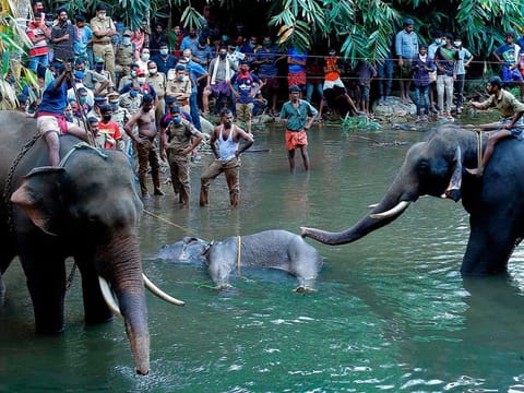 The carcass of a wild elephant is retrieved after it died due to injuries caused when locals fed her a pineapple filled with firecrackers on May 27, 2020 in Kerala, India.