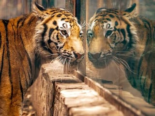 Mexican zoo saves animals endangered by COVID-19 crisis