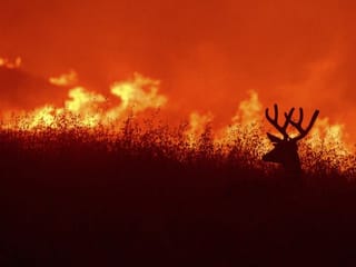 Photos: Wildfire prompts evacuations in rural Northern California