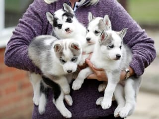 COVID-19: Lockdown Britain sees surge in demand for dogs
